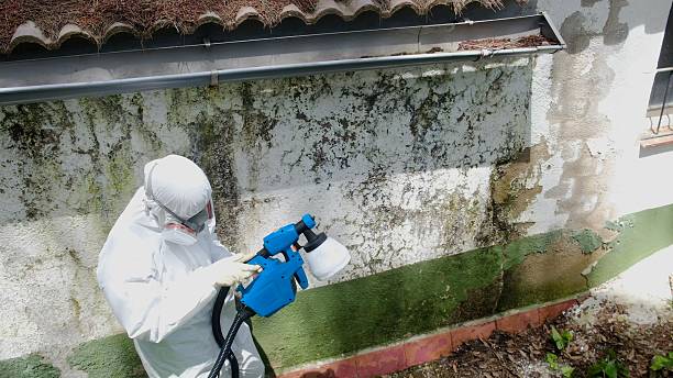 Top rated local Mold Remediation specialists in Richmond, MI